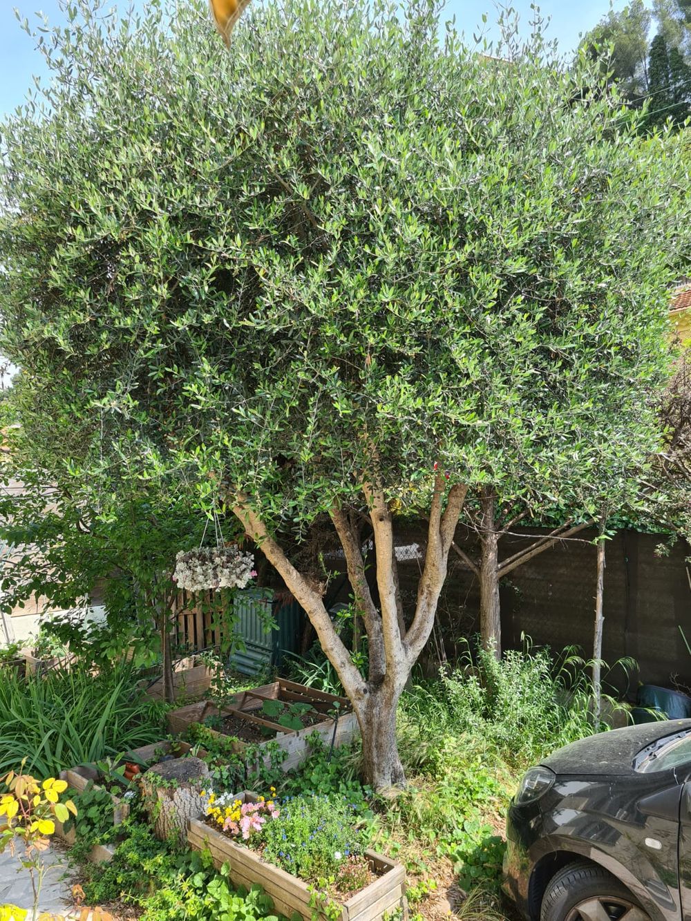Photo - Our environmental approach Our olive tree